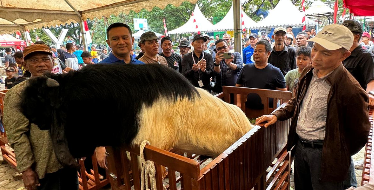 Kontes Kambing di Kabupaten Tanah Bumbu