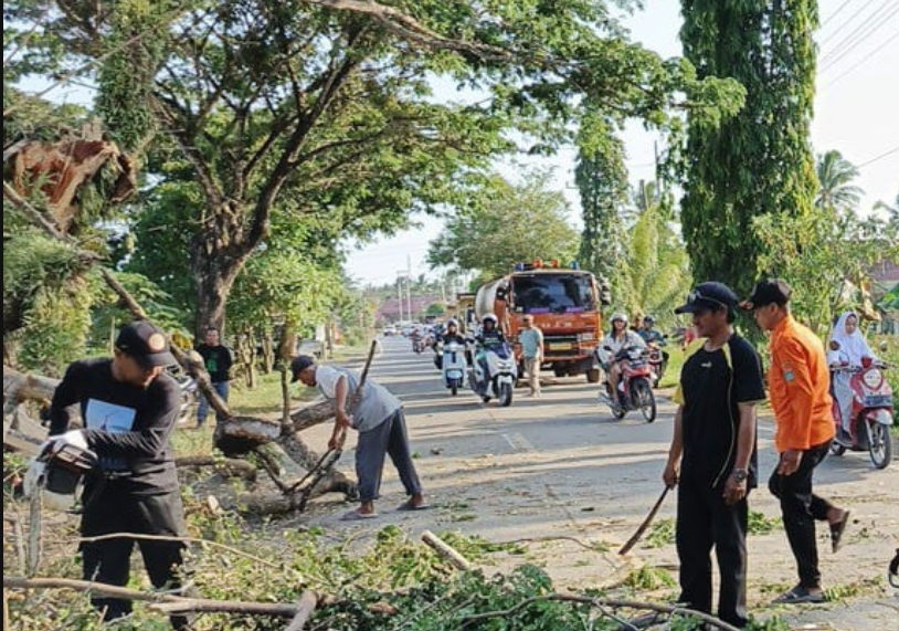 BPBD Tanah Bumbu Gerak Cepat Tangani Pohon Tumbang