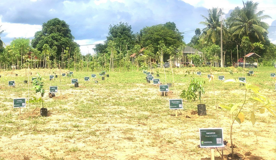 Berbagai Jenis Tanaman Hiasi Arboretum At-Ta’if